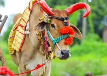 क्यों बैलों का त्योहार महाराष्ट्र में माना जाता इतना हैं खास, जानिए परंपरा से लेकर सबकुछ