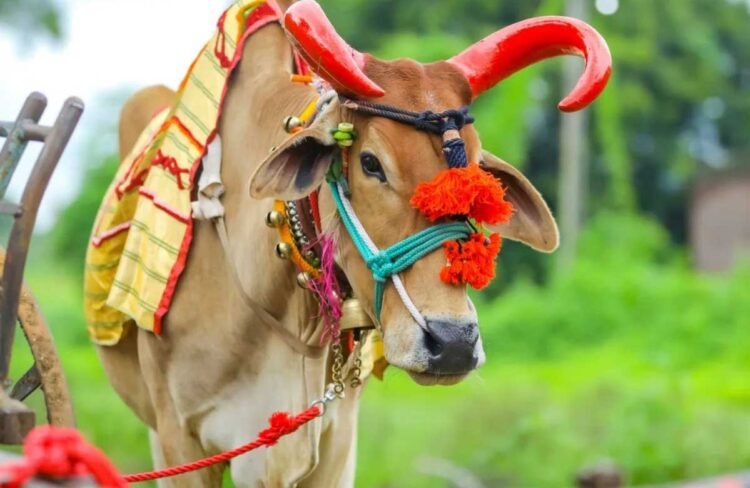 क्यों बैलों का त्योहार महाराष्ट्र में माना जाता इतना हैं खास, जानिए परंपरा से लेकर सबकुछ