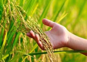 ग्रीष्मकालीन में धान का फसल नहीं लेने का संकल्प: जल संरक्षण की दिशा में बेमेतरा जिले का अभिनव कदम