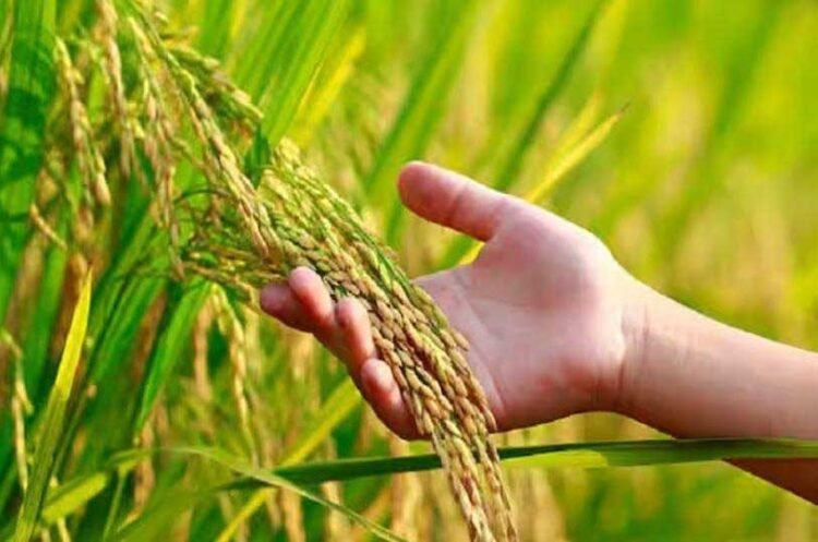 ग्रीष्मकालीन में धान का फसल नहीं लेने का संकल्प: जल संरक्षण की दिशा में बेमेतरा जिले का अभिनव कदम