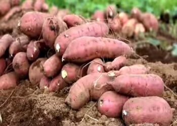 डायबिटीज रोगियों के लिए वरदान होता है शकरकंद, इसके 10 फायदे जानकर रह जाएंगे आप दंग