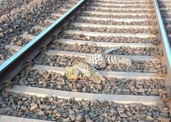 बिलासपुर के बिलासपुर–कटनी सेक्शन पर ट्रेन की टक्कर से एक तेंदुए की मौत