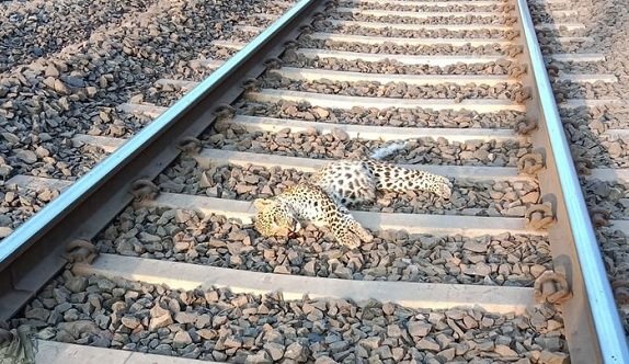 बिलासपुर के बिलासपुर–कटनी सेक्शन पर ट्रेन की टक्कर से एक तेंदुए की मौत