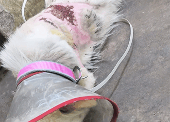 उबलते पानी से झुलसी कराह: रायपुर में दो पालतू कुत्तों पर क्रूरता, FIR दर्ज