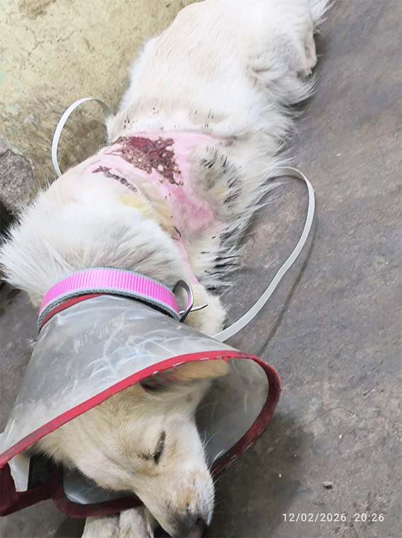 उबलते पानी से झुलसी कराह: रायपुर में दो पालतू कुत्तों पर क्रूरता, FIR दर्ज