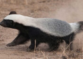 छत्तीसगढ़ की जैव विविधता में जुड़ा नया अध्याय, मरवाही रेंज में दिखा दुर्लभ वन्यजीव हनी बैजर