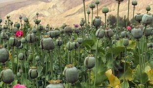 अफीम की खेती पर सख्त हुए मुख्यमंत्री श्री विष्णु देव साय