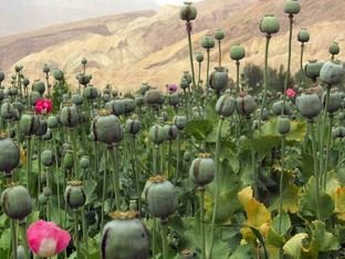 अफीम की खेती पर सख्त हुए मुख्यमंत्री श्री विष्णु देव साय