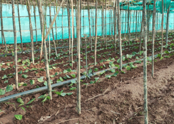 पान की विलुप्त होती खेती को नया जीवन, छुईखदान में पान अनुसंधान केन्द्र की स्थापना