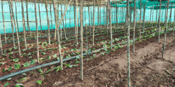 पान की विलुप्त होती खेती को नया जीवन, छुईखदान में पान अनुसंधान केन्द्र की स्थापना