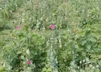 रायगढ़ में डेढ़ एकड़ अफीम की खेती का भंडाफोड़, झारखंड का आरोपी गिरफ्तार