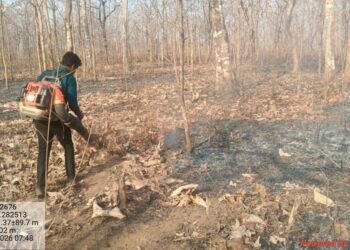  तकनीक और तत्परता से सुरक्षित हो रहे कवर्धा के जंगल