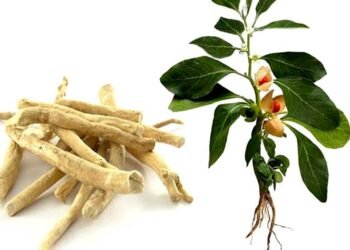 आखिर क्यों नहीं खानी चाहिए अश्वगंधा की पत्तियां, सरकार ने क्यों लगाया बैन? एक्सपर्ट से जानें सबकुछ