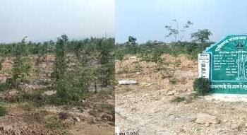 बंजर डंप क्षेत्र से हरा-भरा जंगल बनने की ओर गेवरा की अनूठी पहल