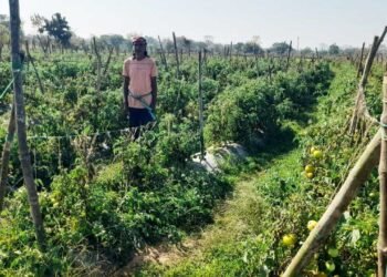  राष्ट्रीय कृषि विकास योजना से फायदा : ग्राफ्टेड टमाटर की खेती से दुबेलाल का बढ़ा मुनाफा