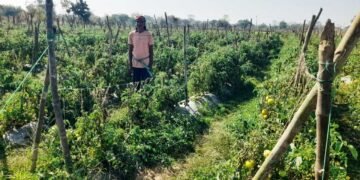 राष्ट्रीय कृषि विकास योजना से फायदा : ग्राफ्टेड टमाटर की खेती से दुबेलाल का बढ़ा मुनाफा