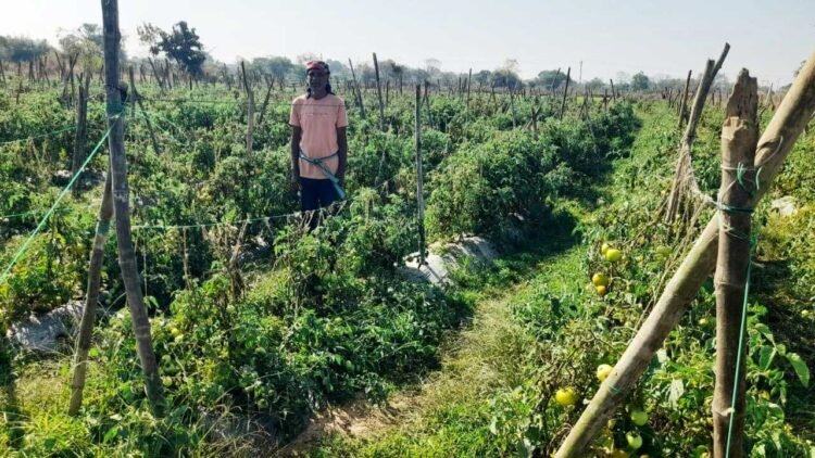  राष्ट्रीय कृषि विकास योजना से फायदा : ग्राफ्टेड टमाटर की खेती से दुबेलाल का बढ़ा मुनाफा