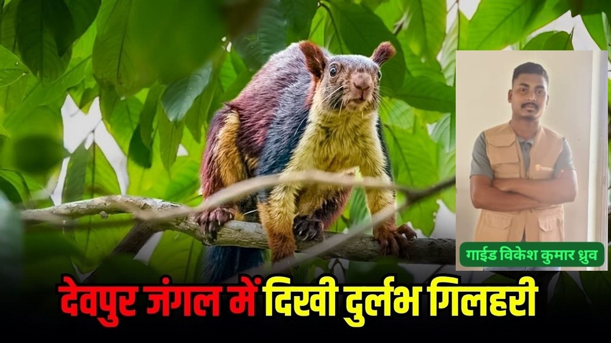 बारनवापारा अभ्यारण मे दुर्लभ वृक्षवासी गिलहरी की पहचान गाइड विकेश कुमार ध्रुव के सौजन्य से प्रकृति प्रेमियों में बढ़ाया उत्साह