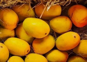 आम खाने से पहले यहां जान लीजिए, आपको खाना चाहिए या नहीं, किसे है ख़तरा?