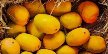 आम खाने से पहले यहां जान लीजिए, आपको खाना चाहिए या नहीं, किसे है ख़तरा?
