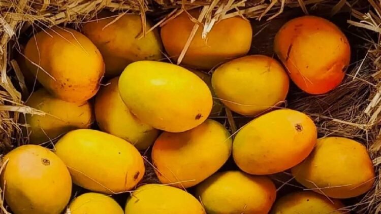 आम खाने से पहले यहां जान लीजिए, आपको खाना चाहिए या नहीं, किसे है ख़तरा?