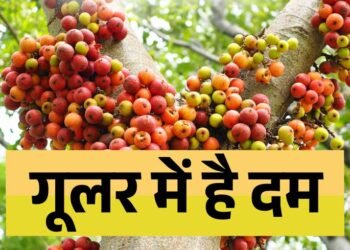  इस फल को खाने से बूढ़े में भी आ जाती है जवानों सी ताक़त! जानिए औषधीय गुणों से भरपूर इस फल के बारे