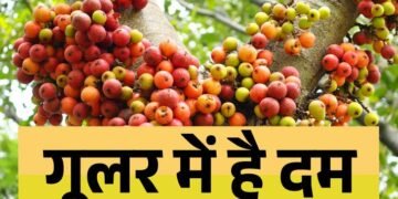  इस फल को खाने से बूढ़े में भी आ जाती है जवानों सी ताक़त! जानिए औषधीय गुणों से भरपूर इस फल के बारे