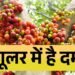  इस फल को खाने से बूढ़े में भी आ जाती है जवानों सी ताक़त! जानिए औषधीय गुणों से भरपूर इस फल के बारे
