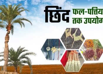 बस्तर की नई वैश्विक पहचान: जंगलों में फेंके जाने वाले छिंद के बीजों से तैयार हुई अनोखी हर्बल कॉफी