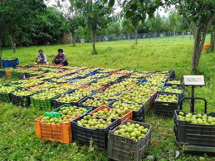  जशपुर की नाशपाती से बढ़ रही किसानों की आमदनी, 3,500 से अधिक कृषक जुड़े फल उत्पादन से
