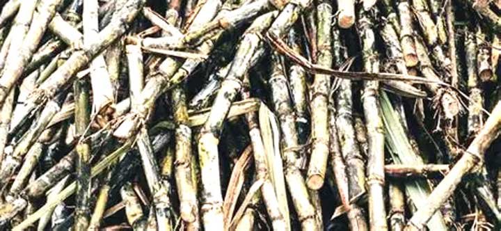  1 लीटर इथेनॉल को बनाने में कितने गन्ने का होगा इस्तेमाल, जानें क्या है पूरा प्रोसेस?