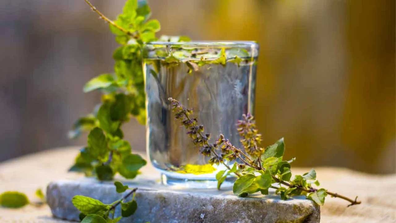  तुलसी का पानी पीने से मिलते हैं सेहत को ढेरों फायदे, यहां जानिए