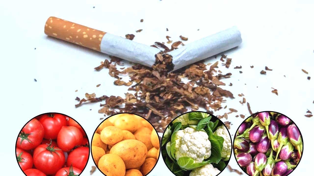 सिगरेट के अलावा इन सब्जियों में भी पाया जाता है निकोटिन, क्या इन्हें खाना सुरक्षित है?