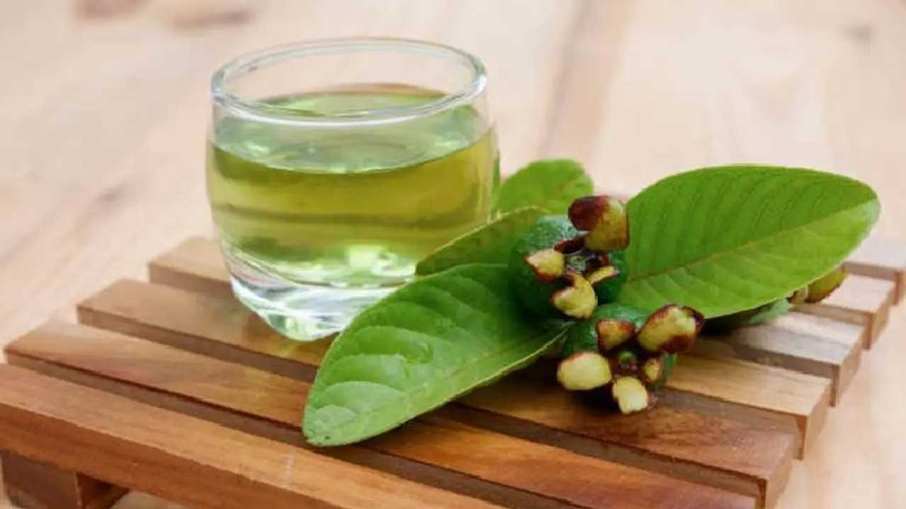 रोज पी रहे हैं अमरूद के सूखे पत्तों की चाय? जानिए शरीर पर इसका असर