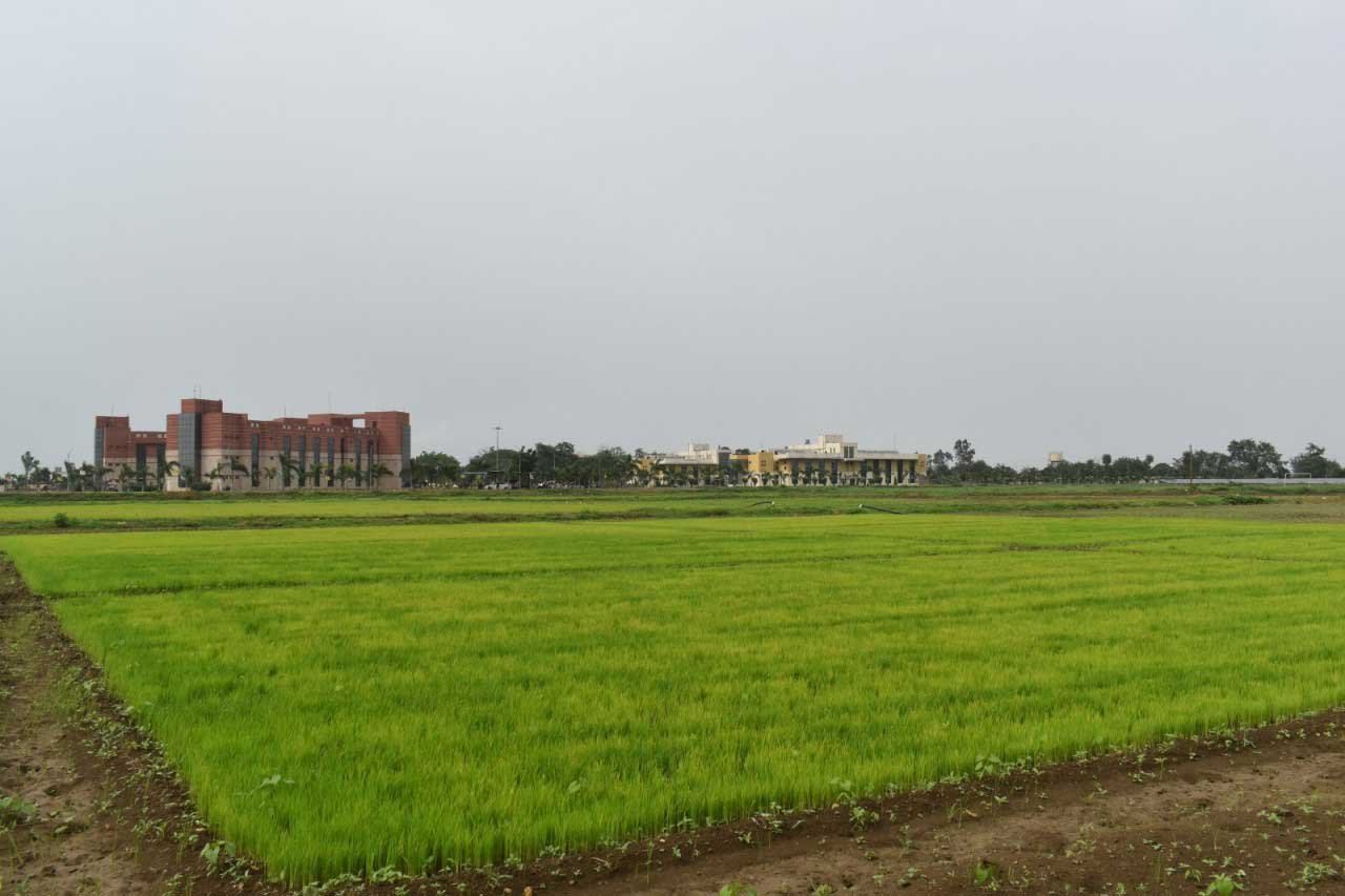  विलंबित मानसून के बीच धान किसानों के लिए आईसीएआर-एनआईबीएसएम की विशेष सलाह