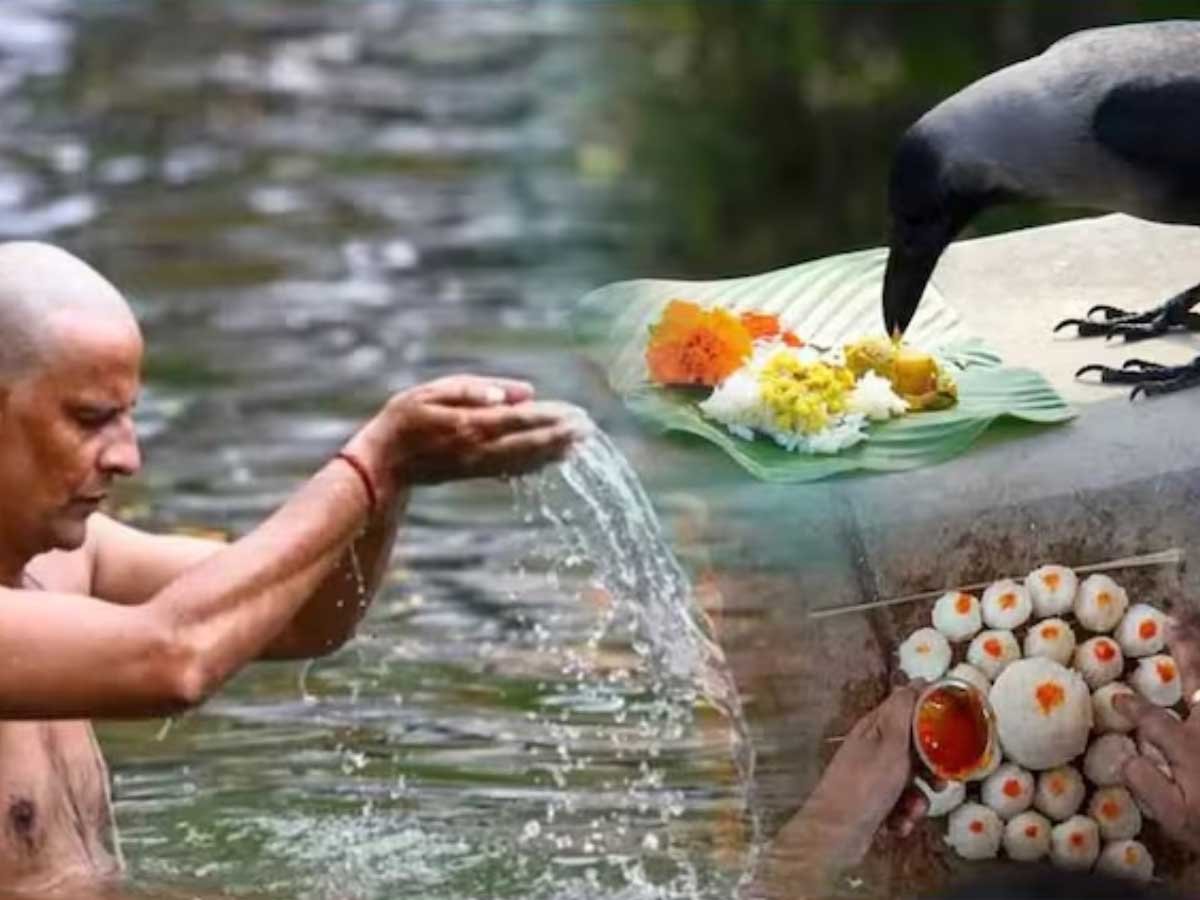 श्राद्ध में कौआ, गाय और कुत्ते को ही क्यों खिलाया जाता है भोजन? जानिए इसकी धार्मिक मान्यता