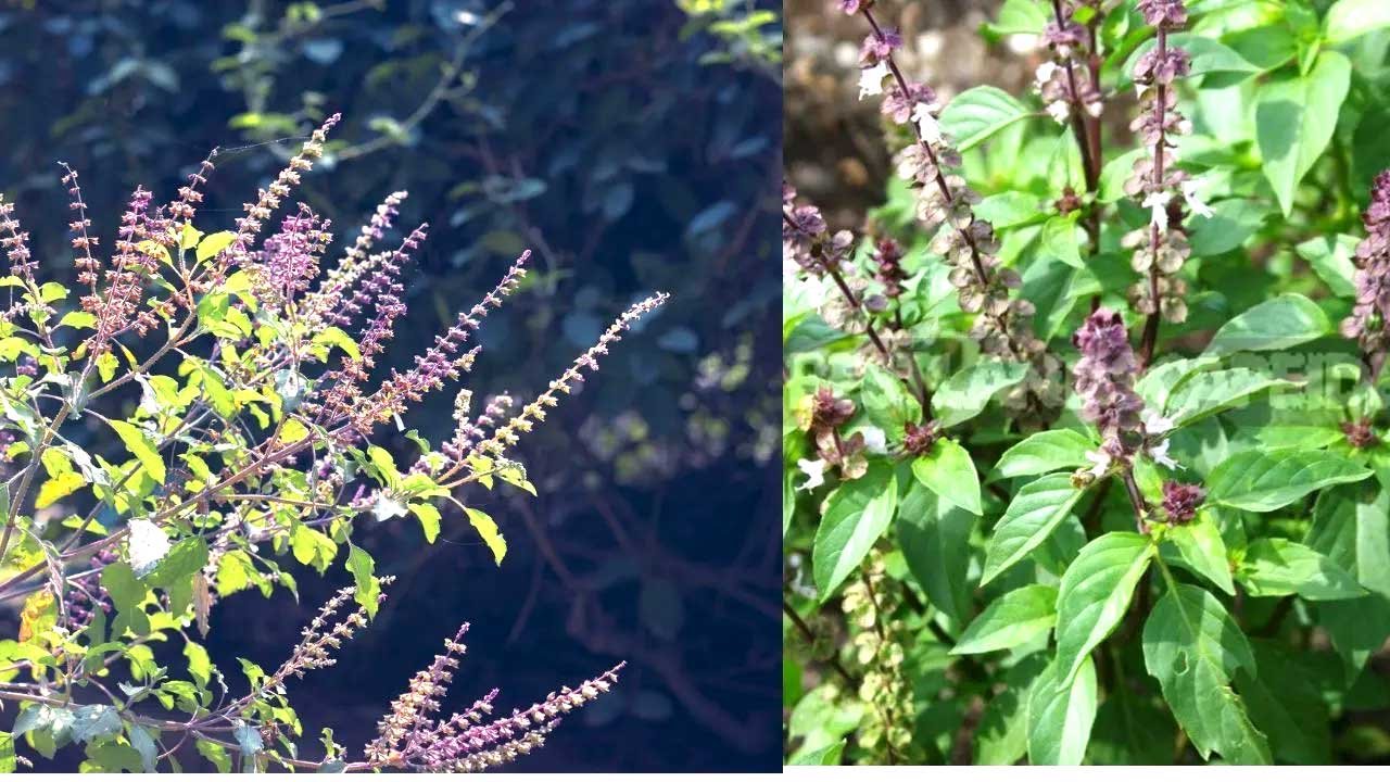  राम तुलसी या श्याम तुलसी? घर के लिए कौन-सी मानी जाती है अधिक शुभ, जानिए धार्मिक मान्यता
