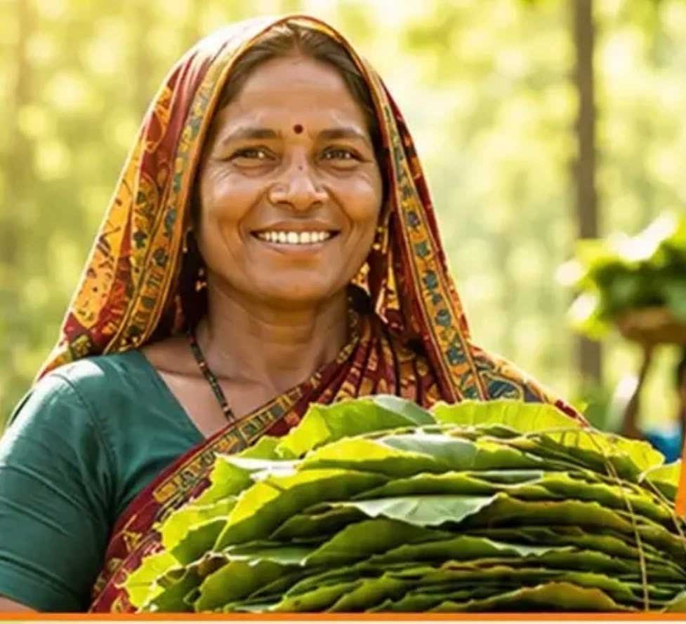 23,723 तेन्दूपत्ता संग्राहक परिवारों को मिलेगा 3.92 करोड़ रुपये का बोनस