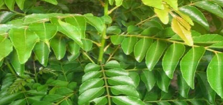 सुबह खाली पेट सिर्फ 10 करी पत्ते चबाने से शरीर में क्या होता है? एक्सपर्ट से जानें