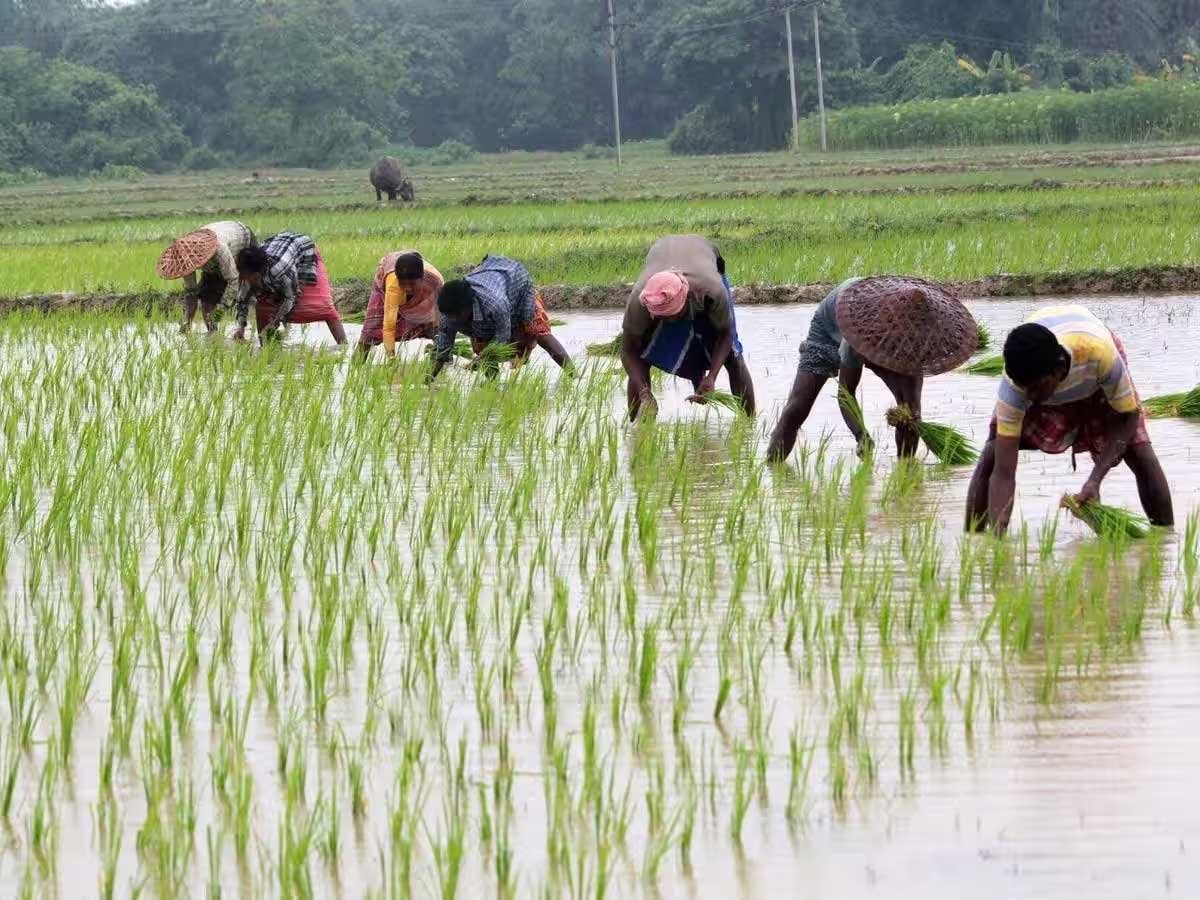  प्रदेश में खेती-किसानी का काम तेज़ी के साथ जारी