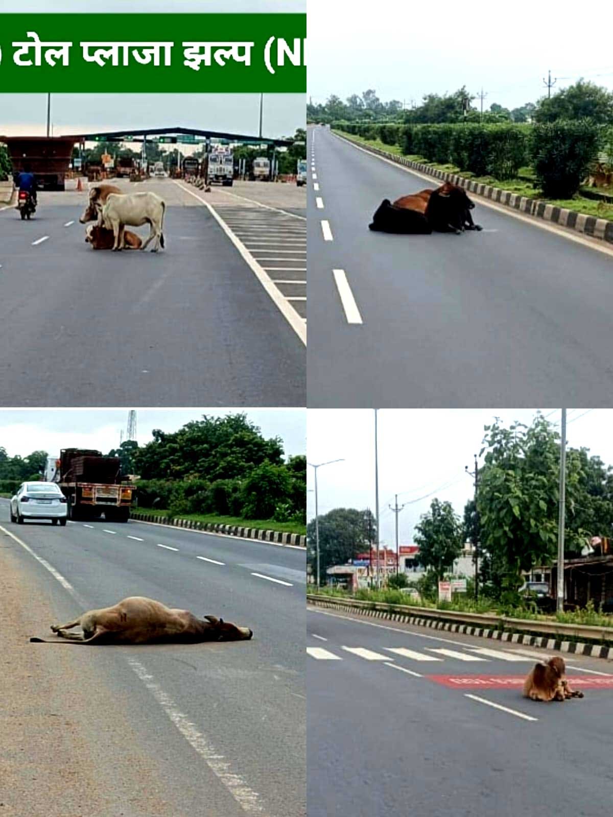 झलप-ढाक टोल प्लाजा की बड़ी लापरवाही! पूरा टोल वसूलने के बाद भी नहीं मिल रही सुरक्षा, सड़क पर मवेशियों का जमावड़ा बना हादसों की वजह