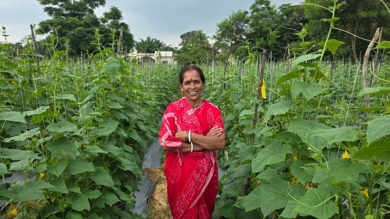 बिहान से बहनों को मिला आर्थिक संबल, खीरे की खेती से सुभद्रा मंडल ने लिखी आत्मनिर्भरता की नई कहानी