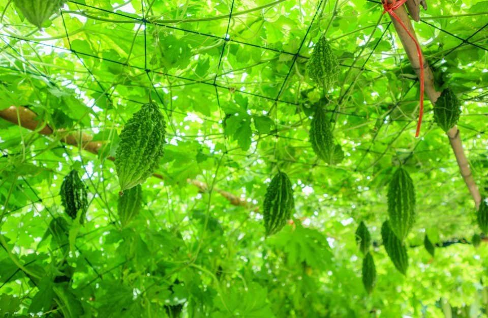 करेले की उन्नत खेती से चमकी किसान नारायण प्रसाद वर्मा की किस्मत
