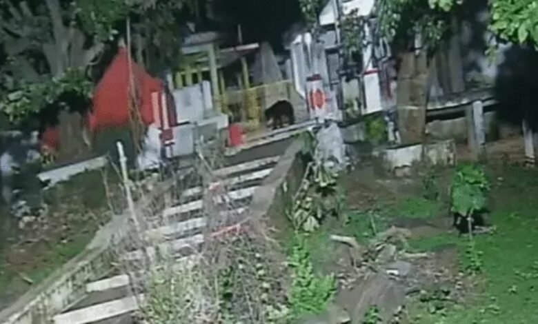59 दिन से घूम रहा घायल भालू पकड़ा गया: 3 पैरों पर चलता था, होटल में घुसकर भजिया खाता और तेल पी जाता था